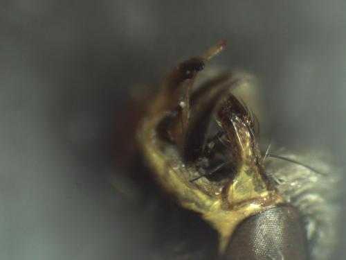 Nomada sp.
